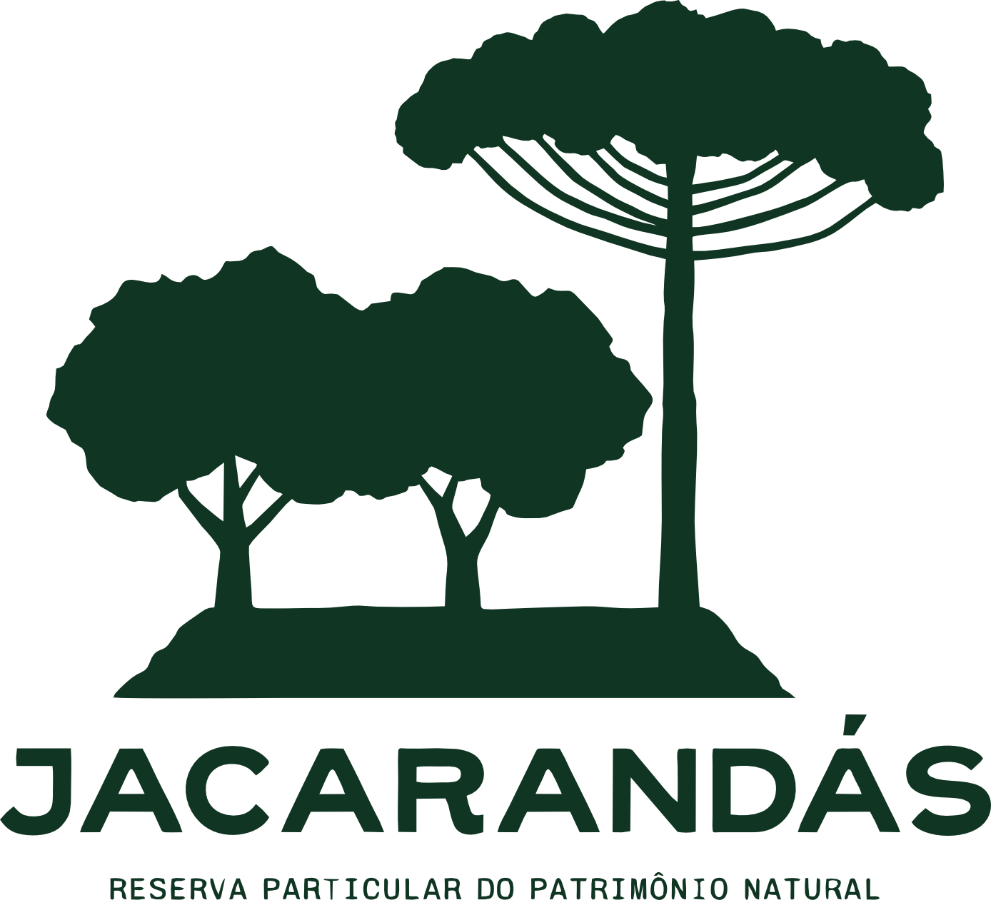 jacarandas